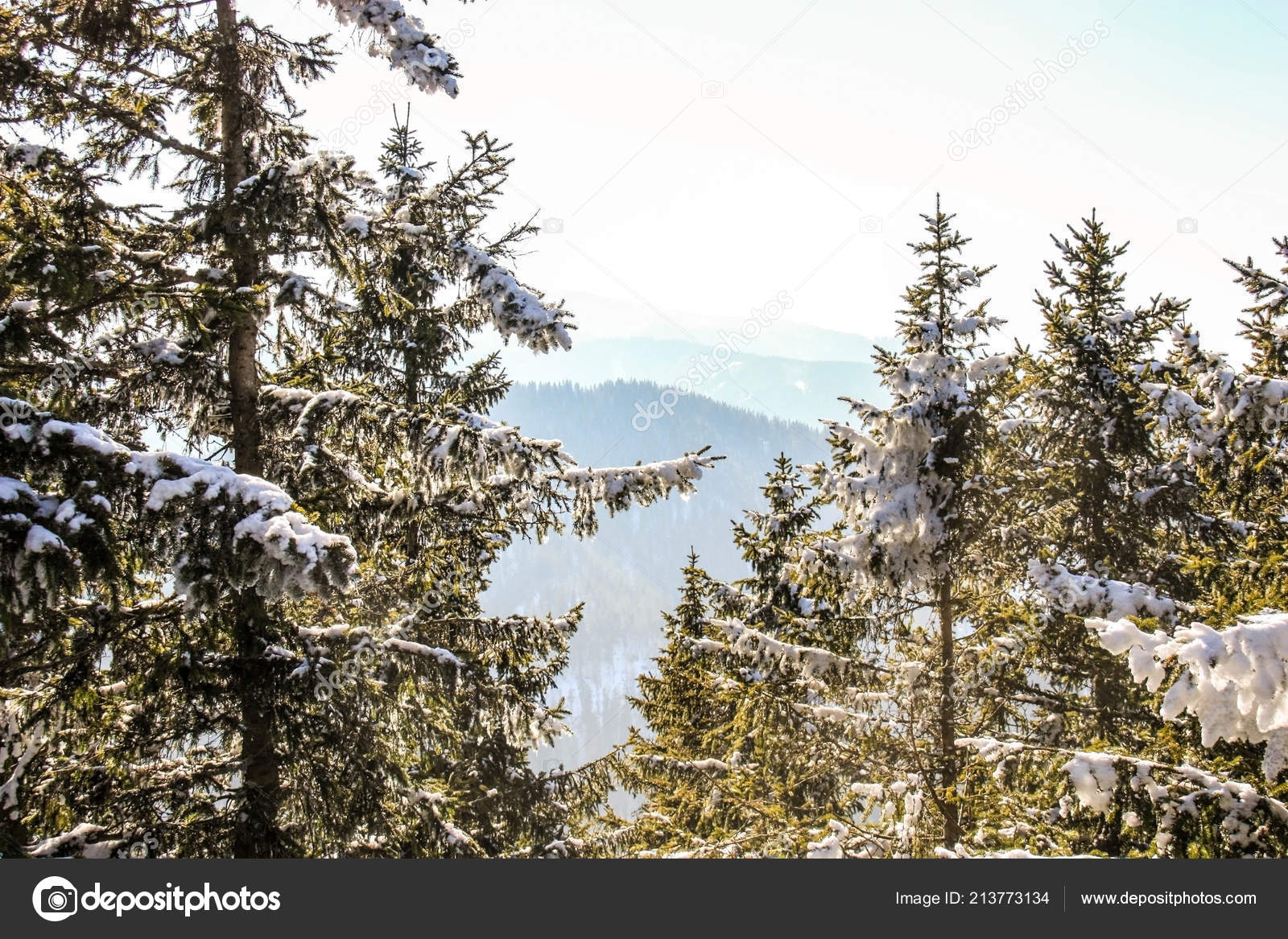 Winter Wonderland Mountain Scenery Centuries Old Spruce Pine