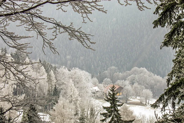 Paisaje Montañoso Maravilla Invernal Con Abeto Pino Centenarios Los Alpes — Foto de Stock