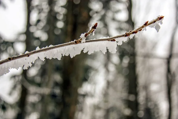 Ramo Secco Albero Coperto Hoarfrost Deposizione Mattutina Gelo Geli Precoci — Foto Stock