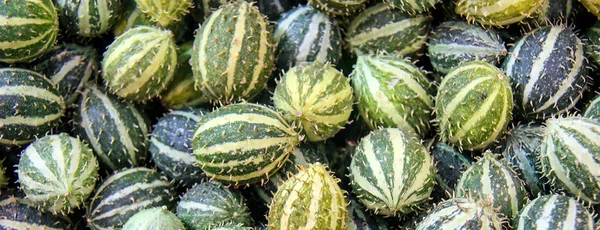 Cucumis Anguria Cackrey Maroon Cucumber West Indian Gherkin West Indian — Stock Photo, Image