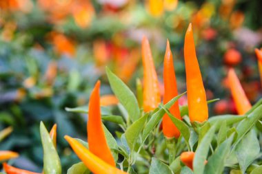 Renkli Capsicum annuum, Kuzey Amerika ve Kuzey Güney America.Ornamental biber, ön görünüm türü bitki kırmızı biber biber