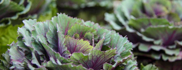 Lettuce Lactuca Sativa Annual Plant Daisy Family Asteraceae Agriculture Green — Stock Photo, Image