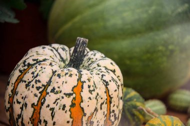 RIPE çizgili yuvarlak kabak sarı ve yeşil farklı boyutlarda diğer kabakları ile ahşap bir masa arka plan üzerinde gördüm. Sonbahar doğa kavramı. Önden görünüm