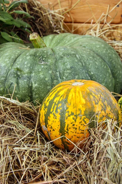 Autumn nature concept. Ripe orange, yellow, green pumpkin with dry grass and wooden background. Thanksgiving dinner. Front view.