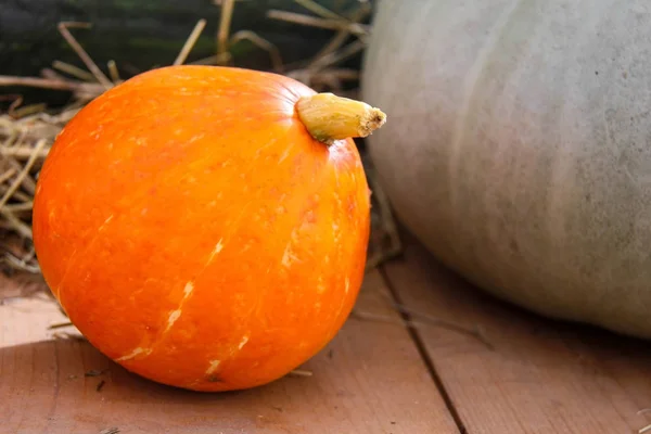 Concepto Naturaleza Otoñal Naranja Maduro Calabazas Verdes Con Hierba Seca —  Fotos de Stock