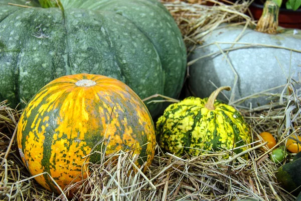 Autumn nature concept. Ripe orange, yellow, green pumpkins with dry grass. Thanksgiving dinner. Front view.