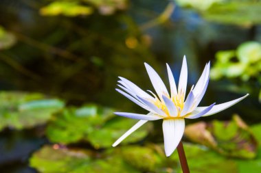 Beyaz Lotus melez güzel beyaz. Nelumbo nucifera, olarak da bilinen Hint lotus, kutsal lotus, fasulye Hindistan'ın aile Nelumbonaceae su bitkisidir.
