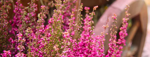 Hermosa Flor Fresca Brezo Escocés Púrpura Calluna Vulgaris Cerca Rueda — Foto de Stock