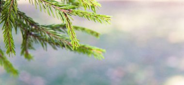 Taze filizi spruse dalları desen