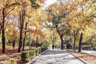 Renkli folliage ile parkta sonbahar sonbahar