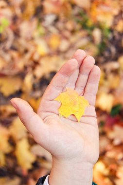Sonbahar sahne witn Childs'ın el ve sonbaharda akçaağaç yaprakları
