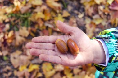 Sonbahar sahne witn Childs'ın el ve sonbahar meşe palamutları ve folliage