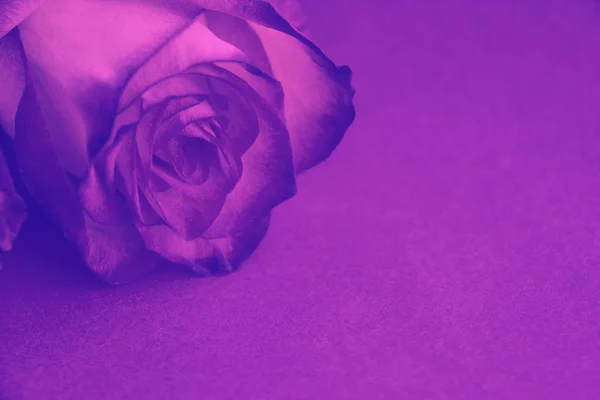 Criativa Fresca Bela Rosa Violeta Deitado Fundo Papel Com Espaço — Fotografia de Stock