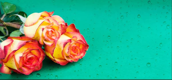 Creativo Fresco Belle Rose Arancioni Gialle Sdraiato Sfondo Carta Verde — Foto Stock