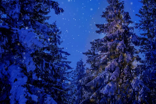 Winter Wonderland Christmas Mountain Scenery Centuries Old Spruce Pine Austrian — Stock Photo, Image