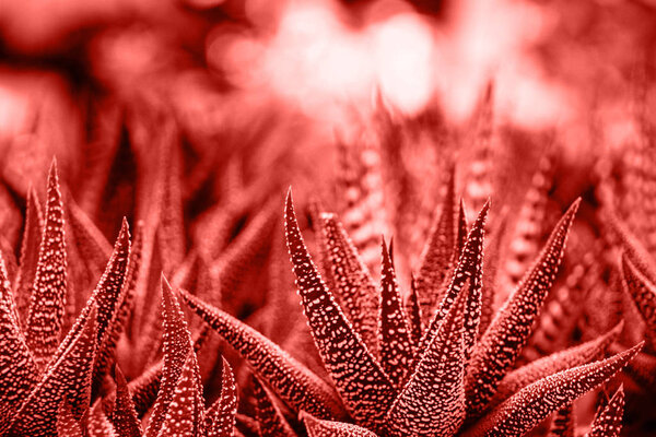 Trend concept color of the year 2019 Living Coral. Cactus Haworthia a genus of miniature succulent herbaceous plants of the subfamily Asphodeloideae of the family Xanthorrhoeaceae. Closeup front view