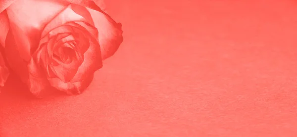 Criativa Rosa Bonita Fresca Rosa Deitada Fundo Papel Com Espaço — Fotografia de Stock