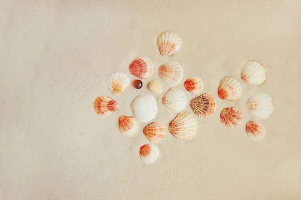 Coquillages de mer sur la plage de sable avec espace de copie pour le texte — Photo