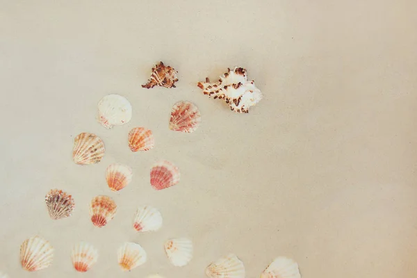 Coquillages de mer sur la plage de sable avec espace de copie pour le texte — Photo