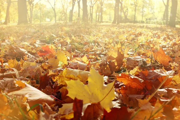 Natur Herbst panoramischen Hintergrund mit Ahornblättern — Stockfoto