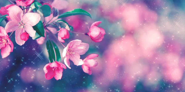 Gorgeous background with blooming coral cherry tree — Stock Photo, Image