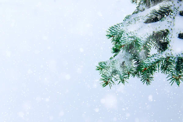Zweige einer schönen Waldfichte mit Neuschnee bedeckt — Stockfoto