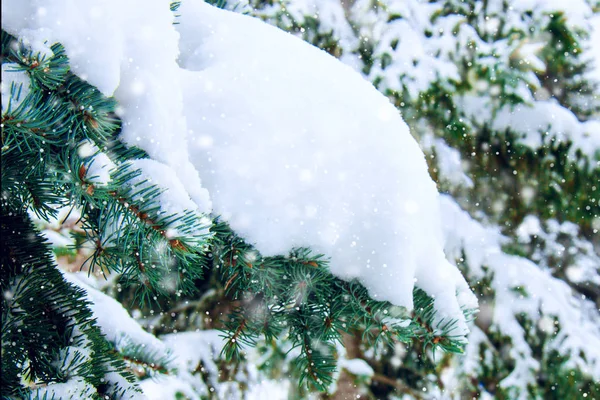 Ramas de un hermoso abeto del bosque cubierto de nieve fresca —  Fotos de Stock