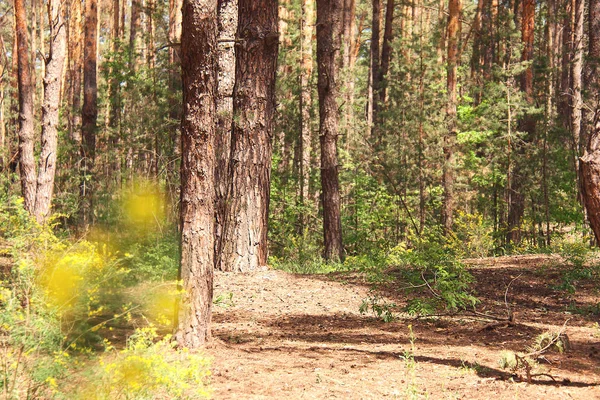 Troncs de pin dans la forêt avec la lumière du soleil doré Images De Stock Libres De Droits