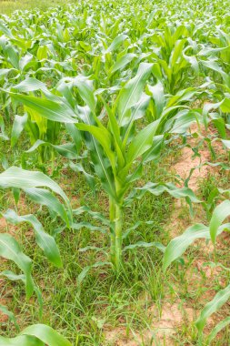 Under genç Mısır ekimi