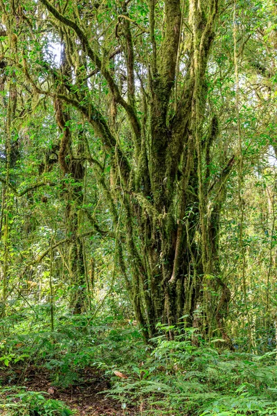 Ang Ka Luang doğa iz ve bulut ormanı Doi Inthanon, Chiang Mai, Tayland