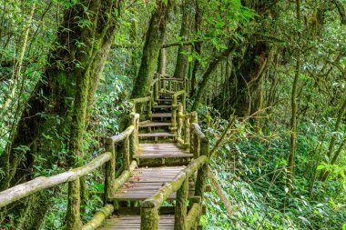 Ang Ka Luang doğa iz ve bulut ormanı Doi Inthanon, Chiang Mai, Tayland