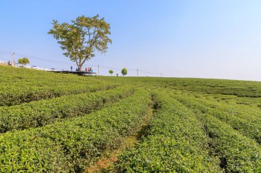 Chiang Rai, Tayland - 19 Şubat 2018: Choui Fong çay plantasyon, ünlü turizm