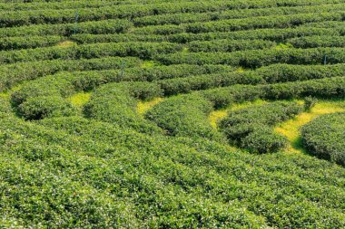 Çay plantasyon içinde Chiang Rai, Tayland kuzeyinde