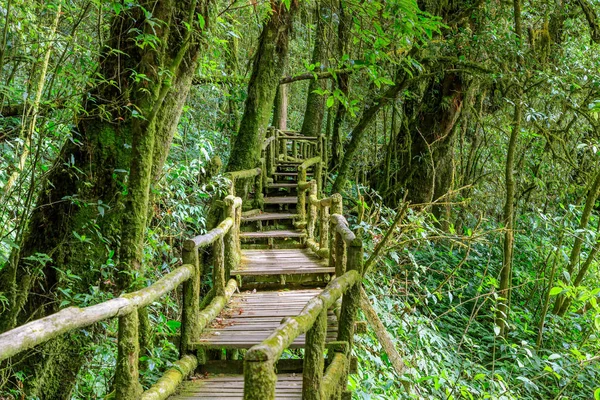 Ang Luang Nature Trail Cloud Forest Doi Inthanon Chiang Mai — Stock Photo, Image
