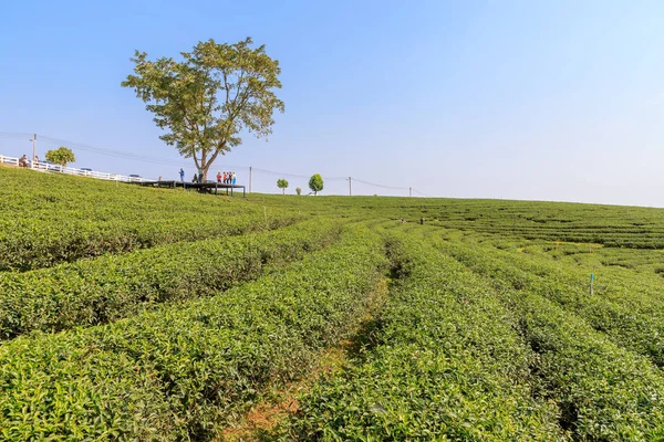 Chiang Rai, Tayland - 19 Şubat 2018: Choui Fong çay plantasyon, ünlü turizm
