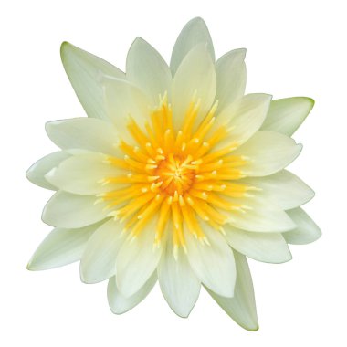 Beyaz zemin üzerine sarı nilüfer