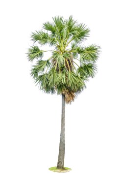 Şeker veya Toddy palm veya buz üzerinde beyaz arka plan izole Apple (Borassus flabellifer)