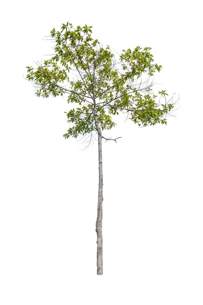 Jang Nebo Dipterocarpus Alatus Bílém Pozadí — Stock fotografie