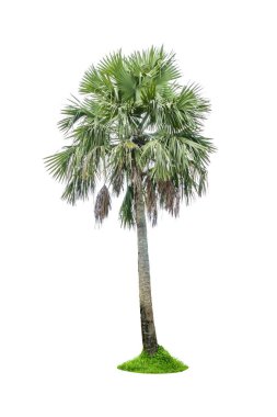 Şeker veya Toddy palm veya buz üzerinde beyaz arka plan izole Apple (Borassus flabellifer)