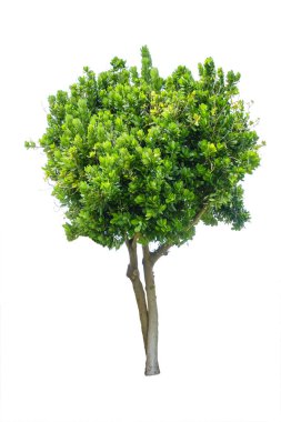 Mimari tasarımı için beyaz arka plan üzerinde tropik ağaç