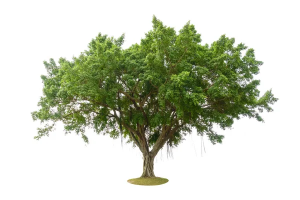 Banyan Tree Banian Ficus Benghalensis Geïsoleerd Witte Achtergrond — Stockfoto
