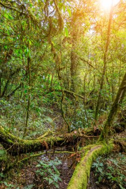Ang Ka Luang doğa iz ve bulut ormanı Doi Inthanon, Chiang Mai, Tayland