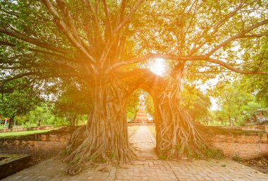 Ağaç kök Wat Phra Ngam Tapınağı, Ayutthaya tarafından zaman Koyu'nun eski kapısı