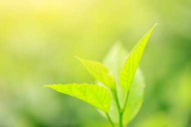 Yeşil arka plan veya duvar kağıdı için güneş ışığı ile Doğa Parkı yakın çekim yaprak