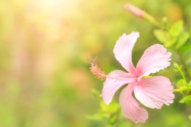 Doğa Parkı yakın çekim arka plan veya duvar kağıdı için güneş ışığı ile pembe Hibiscus çiçek yeşil yaprak