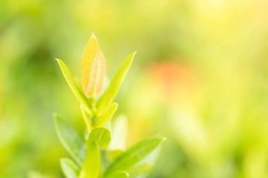 Yeşil arka plan veya duvar kağıdı için güneş ışığı ile Doğa Parkı yakın çekim yaprak