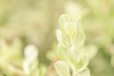 Yeşil arka plan veya duvar kağıdı için güneş ışığı ile Doğa Parkı yakın çekim yaprak
