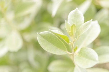 Yeşil arka plan veya duvar kağıdı için güneş ışığı ile Doğa Parkı yakın çekim yaprak