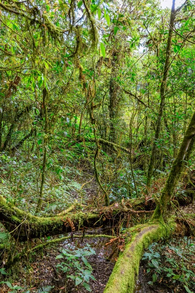 Ang Luang Nature Trail Cloud Forest Doi Inthanon Chiang Mai — Stock Photo, Image