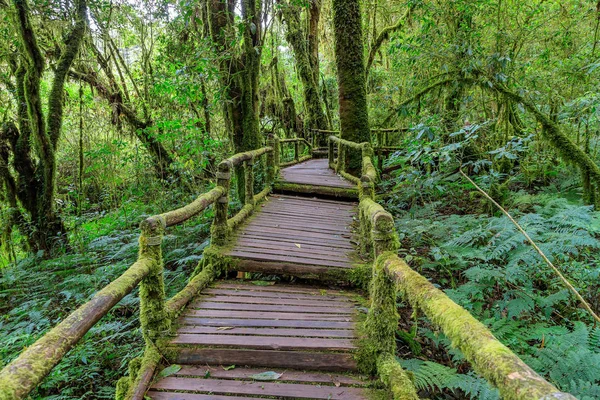 Ang Luang Nature Trail Cloud Forest Doi Inthanon Chiang Mai — Stock Photo, Image